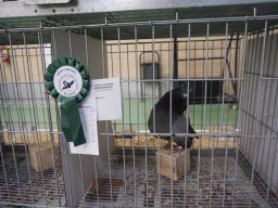 XIV Concurso Exposición de Palomas de Raza en Mula 2024